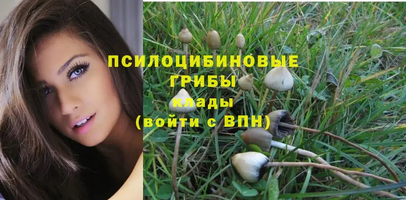 OMG маркетплейс  Волгореченск  Галлюциногенные грибы Psilocybe 